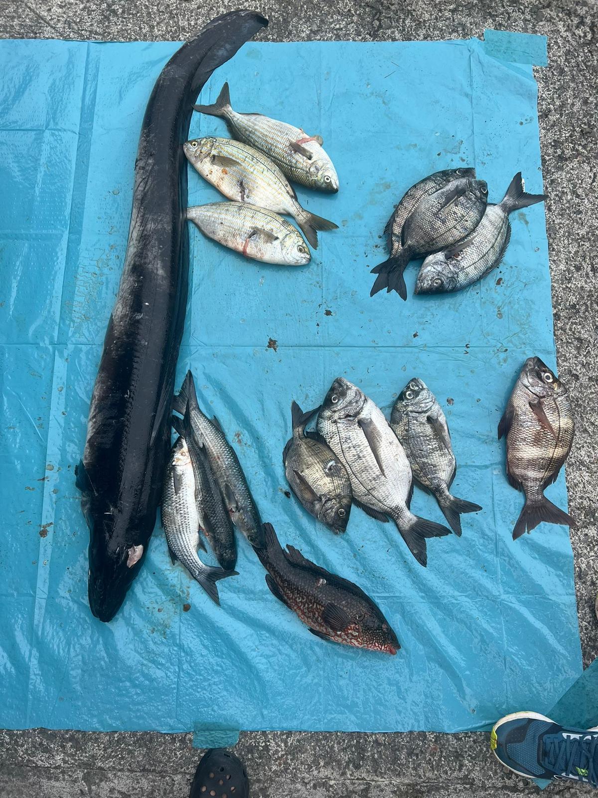 Celebrado el Campeonato Navarro por equipos y Open de pesca submarina